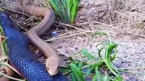 King snake hunting snake😱#wildanimals #snake #kingsnake #animals(1)