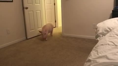Pickle the Mini Pig sprints around the house