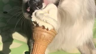 Dog enjoying ice cream