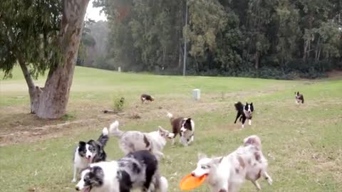 Playing dogs with each other