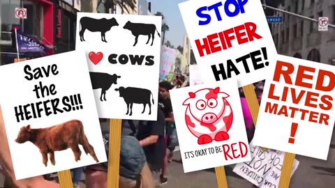 Save the Heifers!