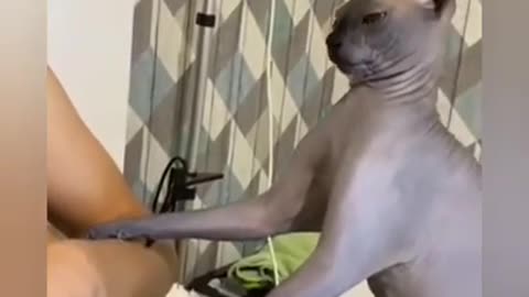 😂 OMG 😂Cute Cats Doing Funny Things 😍 Funniest Cats Video 😍