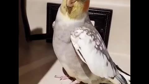 Adorable bird gives kisses