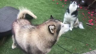 Alaskan malamutes