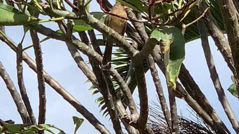 # Back Yard Birds Hawai’i N. Cardinal Female