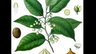 Noz-moscada ( Myristica fragrans ) serve para dor de dente e cáries