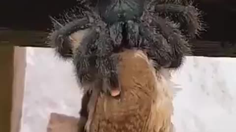 Aranha gigante comendo pássaro