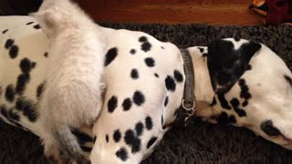 Cute kitten snuggles with caring Dalmatians