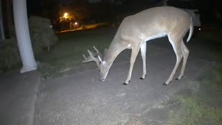 Whitetail deer in my Cypress (Houston) neighborhood - August 17, 2023 0200