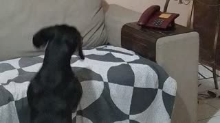 Dog is a Pro at Answering the Phone