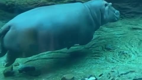 Hipopótamo relaxando