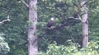 Bald Eagle