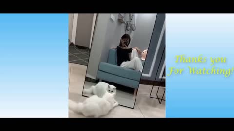 Funny Cats Play with Mirror