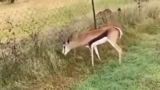 lien vs gazelle