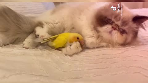 A cat embraces a bird