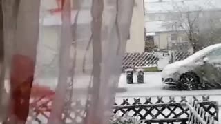 Cat Goes Crazy for Snow