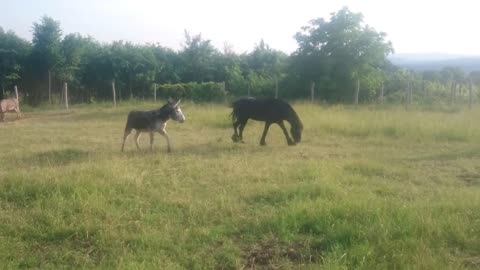 See how this horse protects his buddy from donkey