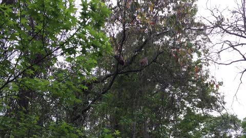 Owl Sizes Up Family Pet