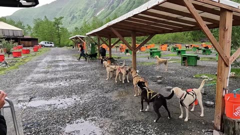 Alaska Summer Sled Dog Camp, turn up the sound!