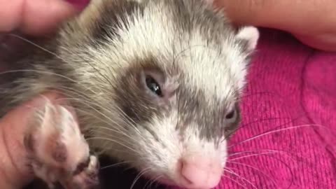 Ferret enjoys a good scratch