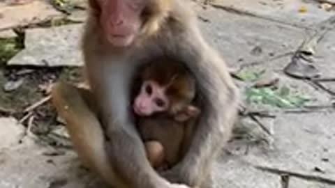 Lovely and Funny Monkey #Lovely #Short