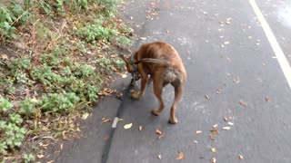 Cute pitbull plays with a walnut!