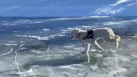 A dog walking on ice, showing joy on his face