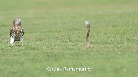 Short Toed Snake Eagle vs Spectacle Cobra