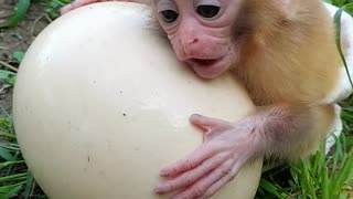 Little monkey playing with ball in zoo