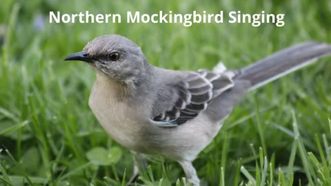 Northern Mockingbird calling sound
