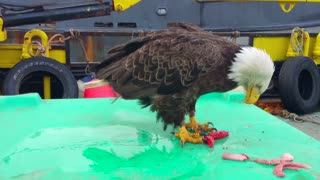 The Antics of Eagles in Unalaska