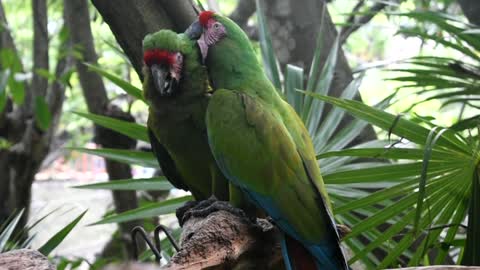 Macaw Military BirdsMacaw Military Birds
