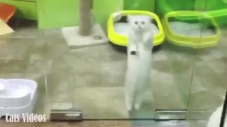 A Cat playing in The Bathroom Behind The Glass.