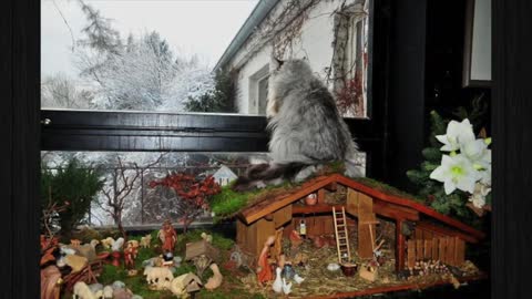 Times Cats Hilariously Crashed Nativity!!