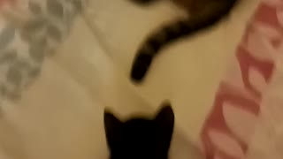 Kitten wakes up his dad