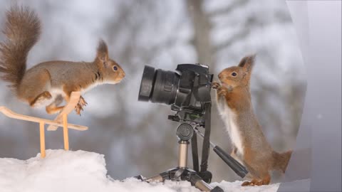 Fantastic photos of squirrels and winter sport