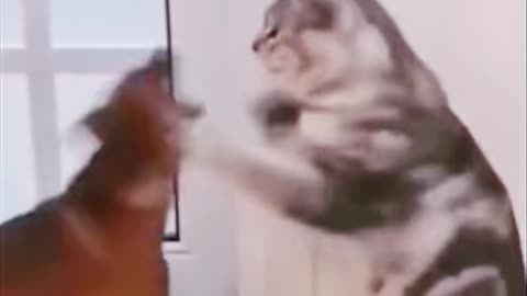Boxing Cat and Dog