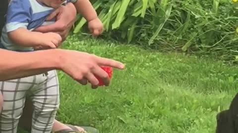 Toddler finds large dog absolutely hilarious