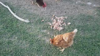 Chickens like shrimp