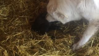 Harriett Licking Off A New Born Lamb