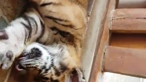 feeding tiger 2