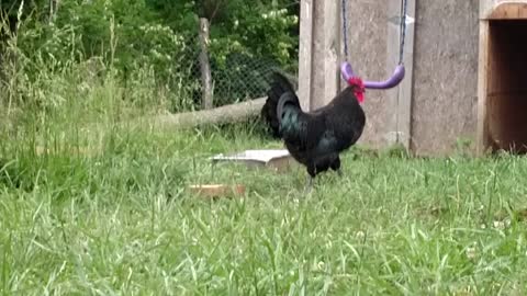 Cocky Rooster Attacks Cat