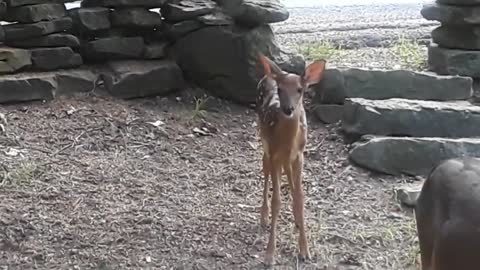 Young Fawn Joins The Party