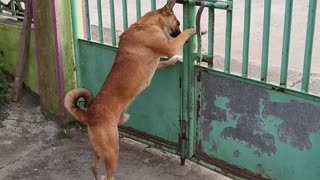 Smart Dog Opens Gate