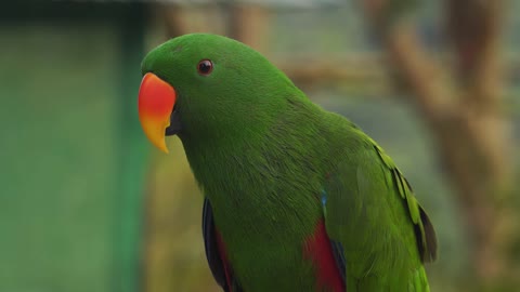 Parrot imitates rooster crowing