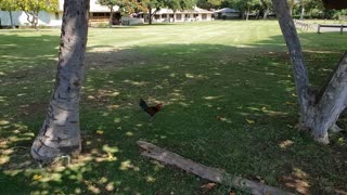Chickens in a Park