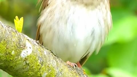 Nightingale sound at the nature
