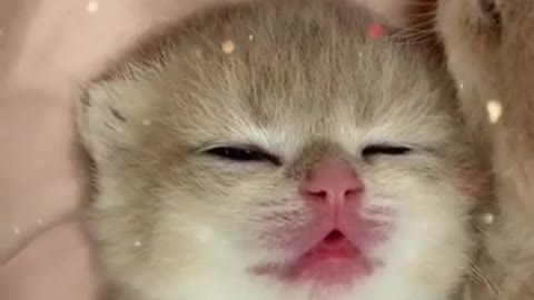 Adorable cat trying to sleep