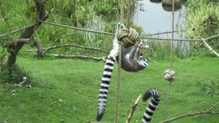 Ring-tailed lemurs at play at Whipsnade Zoo, United Kingdom