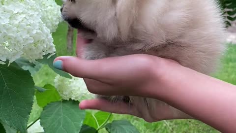 Charlie loves flowers